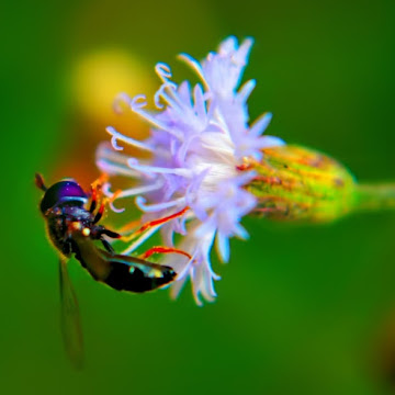 Profile photo of พอตา สิงห์เกลี้ยง