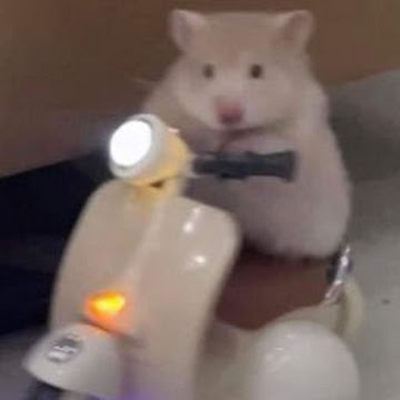 Profile photo of นายคณิศร พลศรี