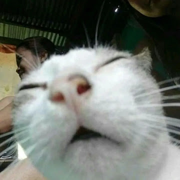 Profile photo of 16-ศิรวุฒิ แสงเมือง-604