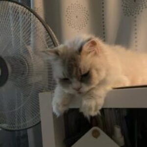 Profile photo of Sikharin Sirison