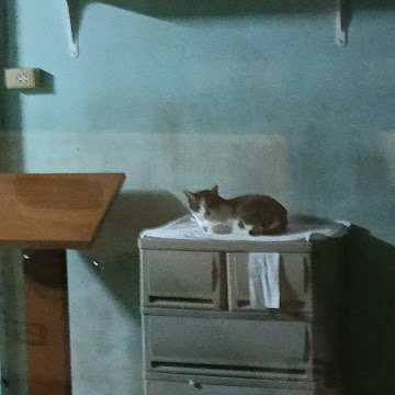 Profile photo of ธีรดา สายทอง