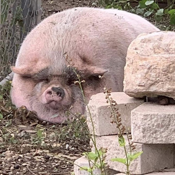 Profile photo of ปานชนก ยางเครือ