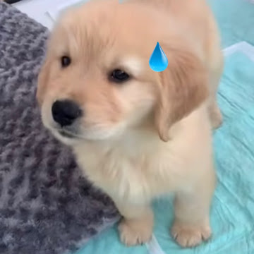 Profile photo of Piyada Pantamuy