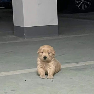 Profile photo of ชนาภา วิภักดี