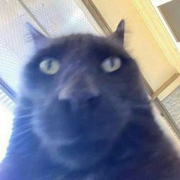 Profile photo of Phattarathida Pimphan