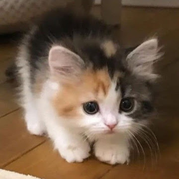 Profile photo of วิจิตรา บำรุงสุข