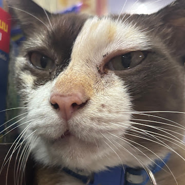 Profile photo of natwalansuksiriratkul