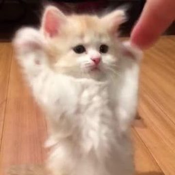 Profile photo of กาญจเกล้า กลางเดือน