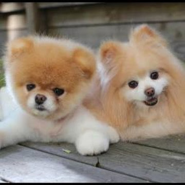 Profile photo of chaiyaphatnimnun