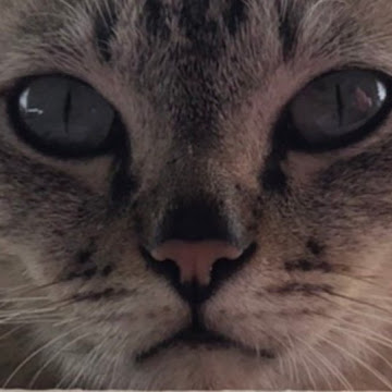 Profile photo of ploychatwadee