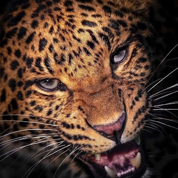 Profile photo of ภิญญาภัทร บุตรไส