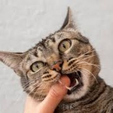 Profile photo of K King