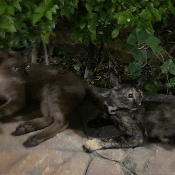 Profile photo of ธัชดนัย สวัสดีมงคล