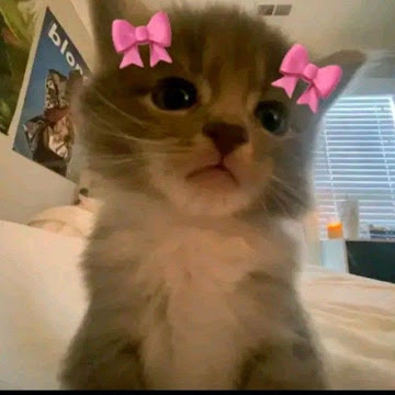 Profile photo of ฉัตรณิชภากรณ์ วิเทศ