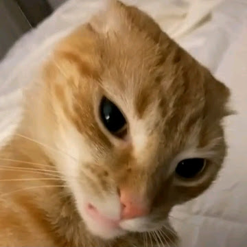 Profile photo of panachai bangngern