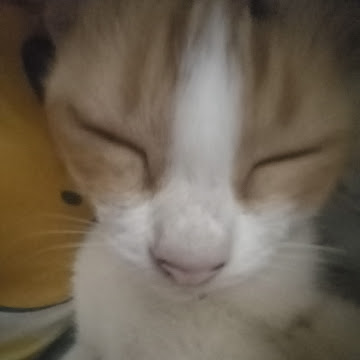 Profile photo of นางสาว มยุรฉัตร เอกทัตร