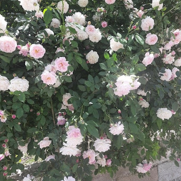 Profile photo of นางสาวกานต์พิชชา เซ็กศูนย์