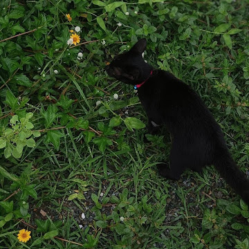 Profile photo of นางสาวปภาณิน ภูกาบทอง