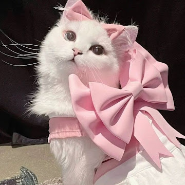 Profile photo of ณิชมน พรมเสน