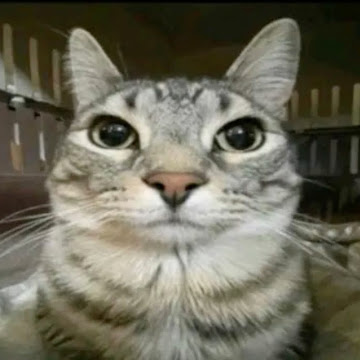 Profile photo of Krittaphas Jeeraphan