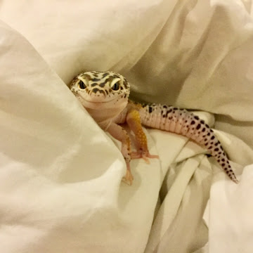 Profile photo of กัตติ ก้อมไธสง