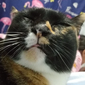 Profile photo of panchika boontor