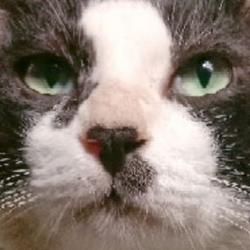 Profile photo of วิภาวี ดำรักษ์