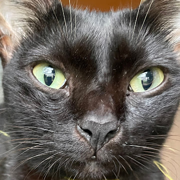 Profile photo of Chonnipa Boonmee